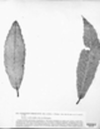 Sclerotium umbilicatum image